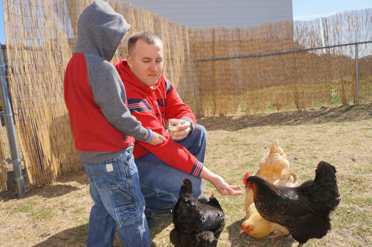 Cove chickens